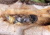 kozlíček topolový (Brouci), Saperda populnea populnea, Cerambycidae, Saperdini (Coleoptera)